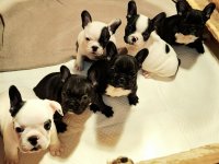 Francuski Buldog štenci :: Psi Oglasi Beograd