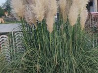 Pampas na prodaju :: Dekorativni Predmeti Oglasi Beograd