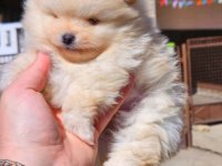 Najlepsi Pomeranci Boo samo u Pom_Hash_Starsu :: Psi Oglasi Beograd