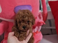 Prodajem preslatke toy pudlice :: Psi Oglasi Beograd