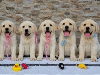Labrador retriver štenci, prelepi :: Psi Oglasi Beograd