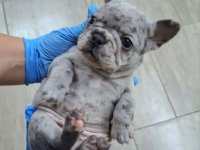 Francuski buldog :: Psi Oglasi Beograd