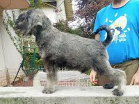 Štenci patuljastih šnaucera :: Psi Oglasi Beograd