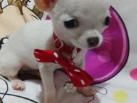 MINI ČIVAVE :: Psi Oglasi Beograd