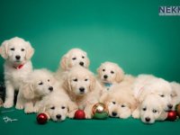 Dostupni za rezervaciju štenci Zlatnog retrivera :: Psi Oglasi Beograd