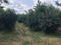 Na prodaju vrhunski voćnjak trešnje 3 ha – Kolari kod Smedereva :: Izdavanje Rentiranje Plac Zemljište Njiva Oglasi Beograd