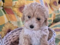 Dostupni za preuzimanje MALTIPOO :: Psi Oglasi Beograd