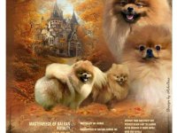 Prelepi pomeranac :: Psi Oglasi Beograd