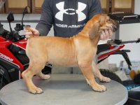 Južnoafrički mastif - Boerboel štenci :: Psi Oglasi Beograd