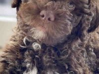 Lagotto Romagnolo – rezervacija stenaca :: Psi Oglasi Beograd