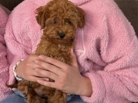 Toy Pudla prelepi štenci :: Psi Oglasi Beograd