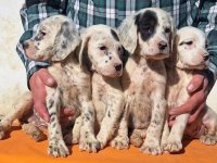 Engleski Seter štenci :: Psi Oglasi Beograd