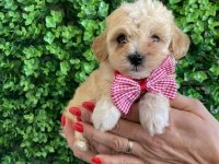 Maltipoo prelepi štenci :: Psi Oglasi Beograd