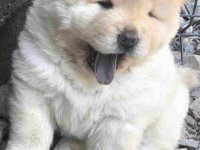 Chow chow prelepi krem stenci :: Psi Oglasi Beograd