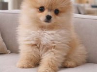 Pomeranac PRELEPI štenci :: Psi Oglasi Beograd