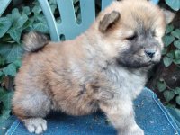 Cau cau stenci na prodaju :: Psi Oglasi Beograd