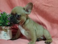 Francuski buldog zenkica :: Psi Oglasi Beograd