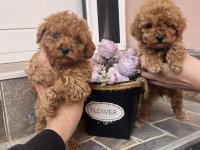 Toy Pudla prelepi štenci :: Psi Oglasi Beograd