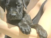 Cane Corso štenci :: Psi Oglasi Beograd