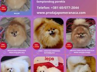 Pomeranac odgajivačnica na prodaju :: Psi Oglasi Beograd