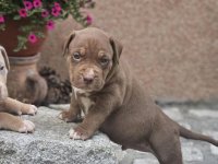 American Bully XL, Američki Buli štenci :: Psi Oglasi Beograd