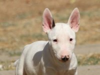 Mini Bull Terijer prelepi štenci :: Psi Oglasi Beograd