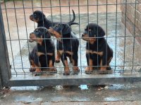 Prelepa štenad Rotvajlera, 2 meseca starosti :: Psi Oglasi Beograd