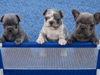 Sivi plavi francuski buldog :: Psi Oglasi Beograd