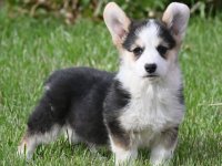 Velski korgi/Welsh Corgi Pembroke :: Psi Oglasi Beograd