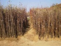 RASADNIK NASTIC SAŠE prodaja voćnih sadnica za prolećnu sadnju :: Seme Cveće Sadnice Oglasi Beograd