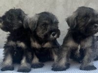 Patuljasti Šnaucer Miniature Schnauzer :: Psi Oglasi Beograd