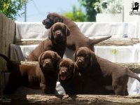 Čokoladni Labrador Retriver štenci :: Psi Oglasi Beograd