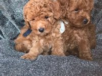 Toy poodle mužjaci :: Psi Oglasi Beograd