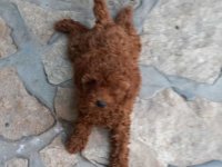 Crvena toy pudlica, žensko štene – staro 2,5 meseci :: Psi Oglasi Beograd