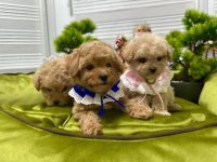 PUDLE pudlice :: Psi Oglasi Beograd