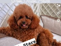 Teddy bear toy PUDLE – malene, prelepe :: Psi Oglasi Beograd