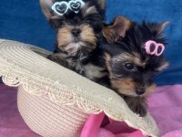 Yorkshire Terrier štenci :: Psi Oglasi Beograd