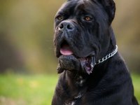 Cane Corso mužjak na prodaju :: Psi Oglasi Beograd