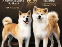 Akita Inu prelepi štenci :: Psi Oglasi Beograd