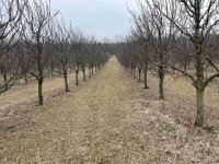 Prodajem 11 ha vocnjaka na Fruskoj gori :: Prodaja Plac Zemljište Njiva Oglasi Beograd