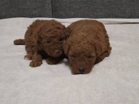 Prodajem patuljaste pudle :: Psi Oglasi Beograd