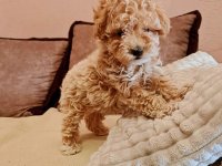 Maltipoo prelepi štenci :: Psi Oglasi Beograd