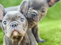 Francuski Buldog štenci :: Psi Oglasi Beograd Francuski Buldog štenci :: Psi Oglasi Beograd