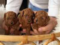 Teddy bear toy PUDLE – malene, prelepe :: Psi Oglasi Beograd