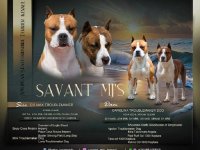 Američki Stafordski Terijer, vrhunski štenci :: Psi Oglasi Beograd