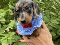 Mini Jazavičar prelepi štenci :: Psi Oglasi Beograd