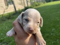 Mini Jazavičar prelepi štenci :: Psi Oglasi Beograd