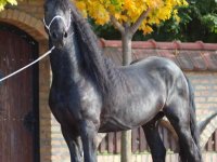 Frizijski konji na prodaju :: Domaće Životinje Oglasi Beograd