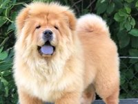 Chow Chow / Čau Čau štenci :: Psi Oglasi Beograd