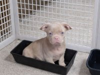 Pink caramel tan :: Psi Oglasi Beograd